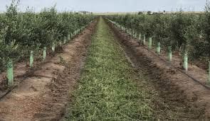 Finca/Country House for sale in Colores, Entreparques, Seville city - € 16,500,000 (Ref: 9495034)