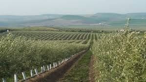 Finca/Country House for sale in Colores, Entreparques, Seville city - € 16,500,000 (Ref: 9495034)