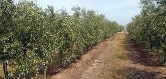 Finca/Country House for sale in Colores, Entreparques, Seville city - € 16,500,000 (Ref: 9495034)