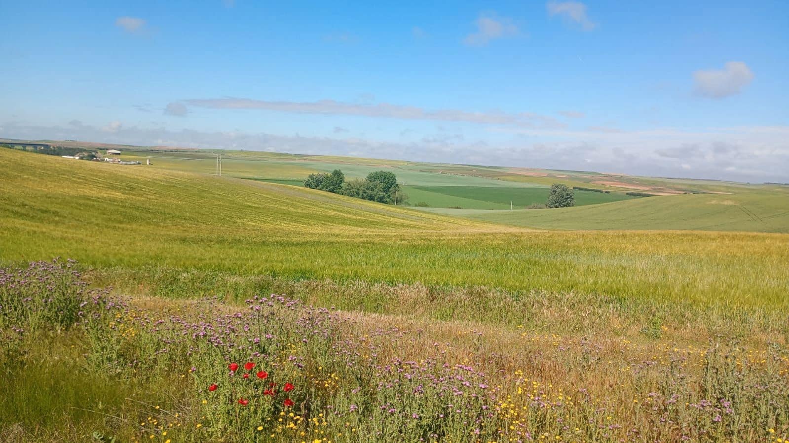 Finca/Country House for sale in Valladolid city - € 13,000,000 (Ref: 9495035)