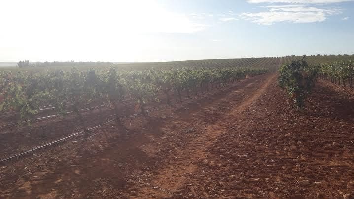 Finca/Landgut zu verkaufen in Renau - 125.000 € (Ref: 9495039)