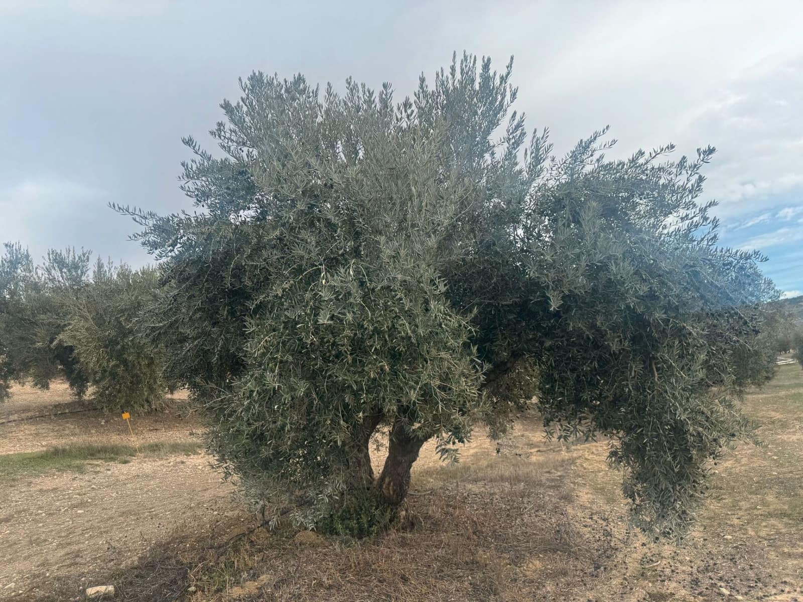 Finka/Dom wiejski na sprzedaż w Alhendin - 2 300 000 € (Ref: 9495042)