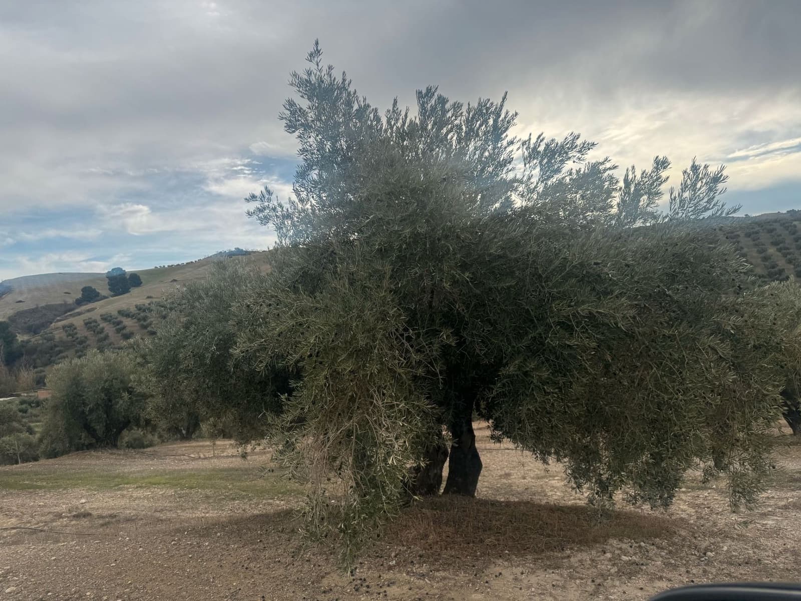 Finka/Dom wiejski na sprzedaż w Alhendin - 2 300 000 € (Ref: 9495042)