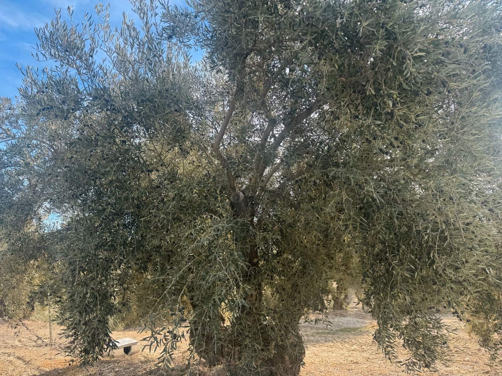 Finka/Dom wiejski na sprzedaż w Alhendin - 2 300 000 € (Ref: 9495042)