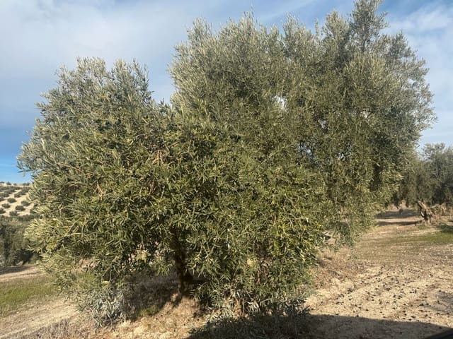 Finka/Dom wiejski na sprzedaż w Alhendín - 2 300 000 € (Ref: 9495042)