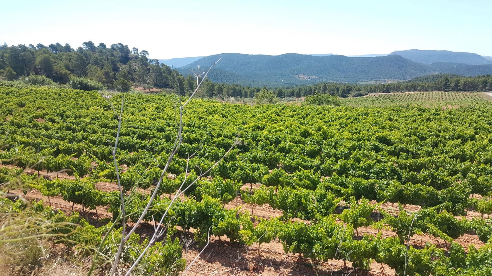 Finca/Country House for sale in Tobarra - € 8,000,000 (Ref: 9495044)