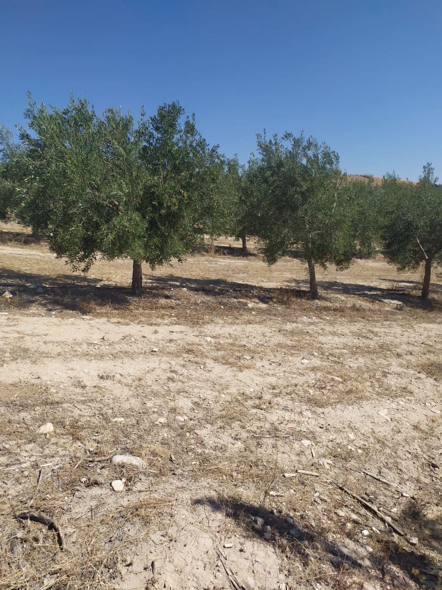 Finca/Country House for sale in Orihuela - € 1,700,000 (Ref: 9495046)