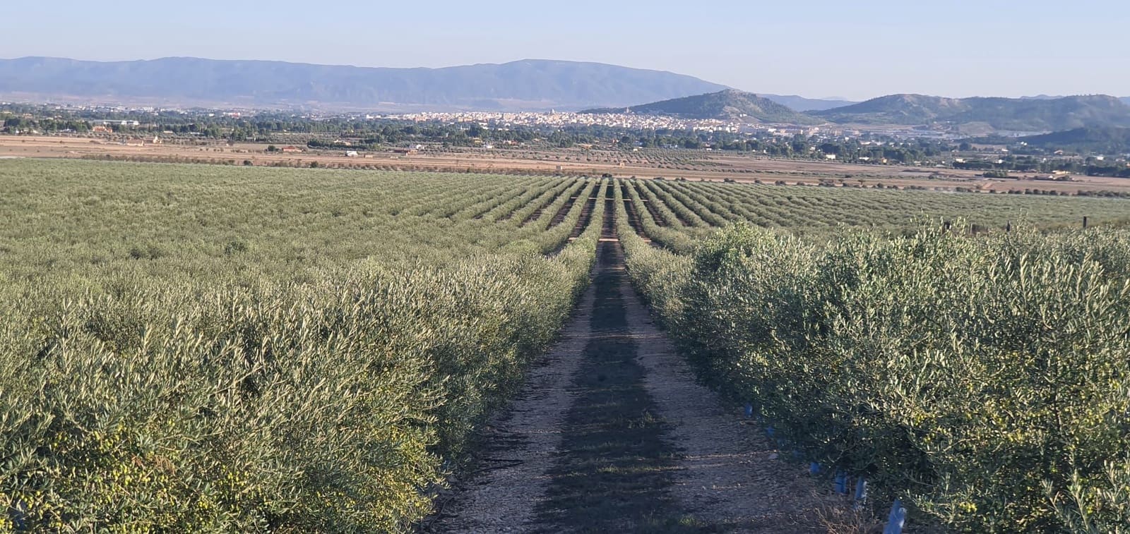 Finca/Landgut zu verkaufen in Alcantara - 65.000 € (Ref: 9495049)