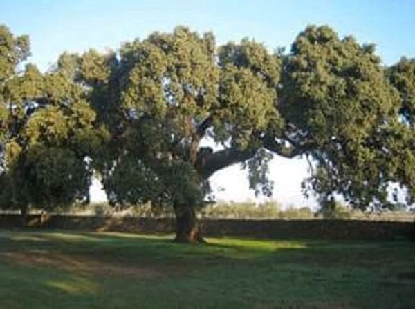 Finca/Landehus til salg i Badajoz by - € 6.100.000 (Ref: 9495055)