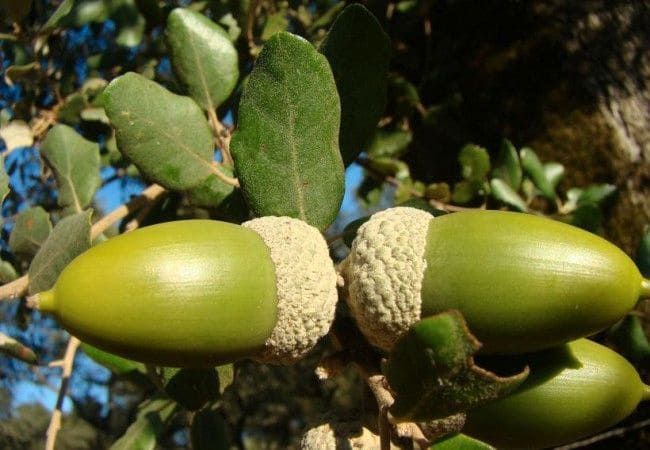 Finca/Landehus til salg i Badajoz by - € 6.100.000 (Ref: 9495055)