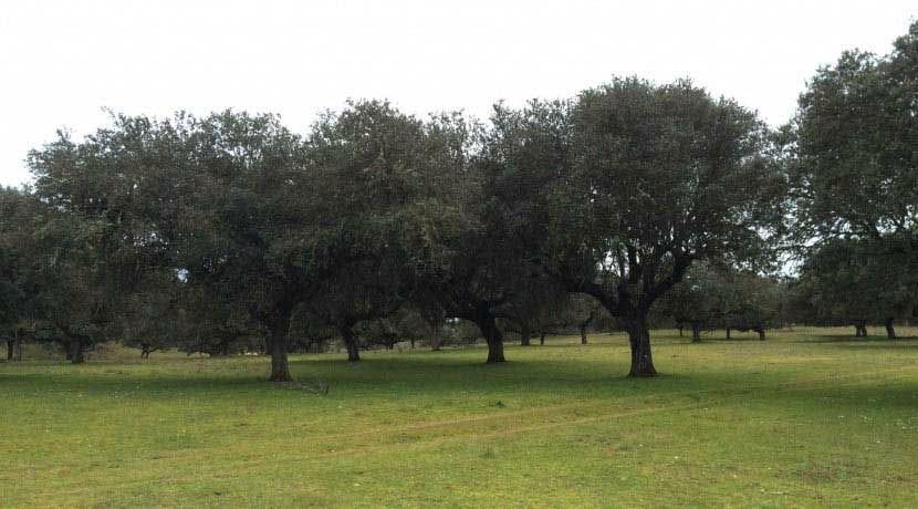 Finca/Landehus til salg i Badajoz by - € 6.100.000 (Ref: 9495055)