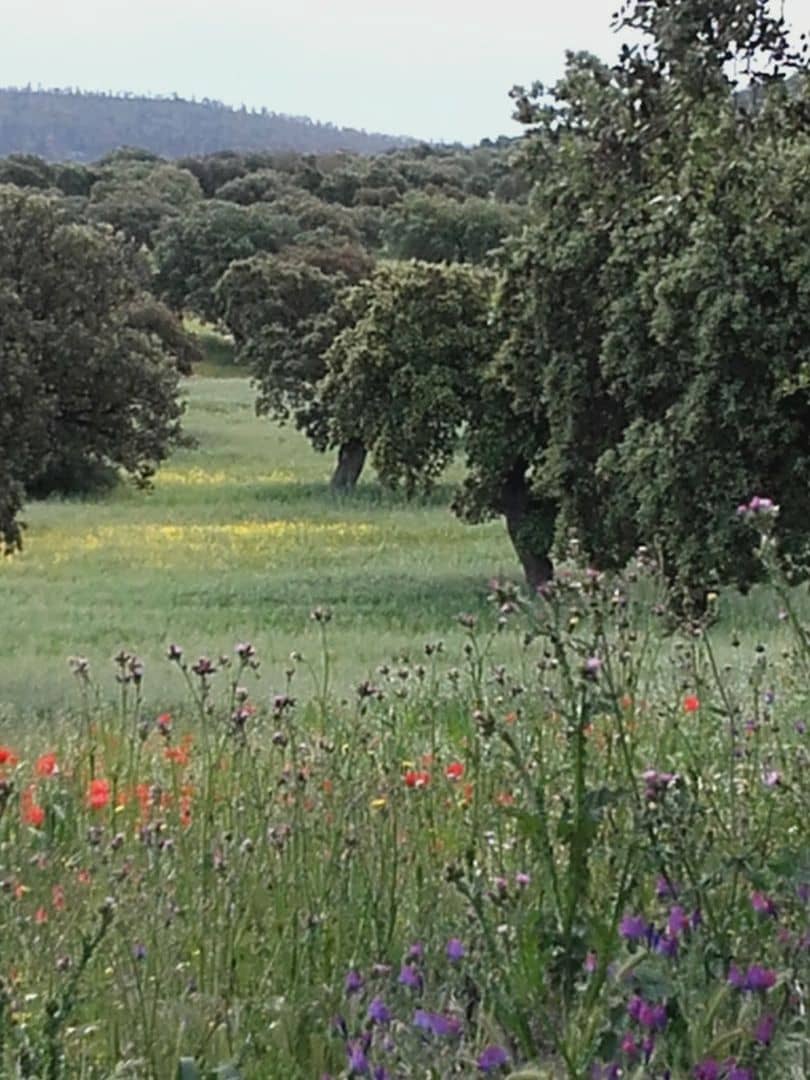 Finca/Landehus til salg i Badajoz by - € 6.100.000 (Ref: 9495055)