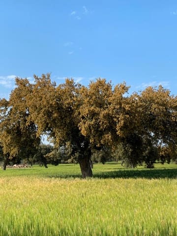 Finca/Landehus til salg i Avenida Elvas, Badajoz by - € 6.100.000 (Ref: 9495055)