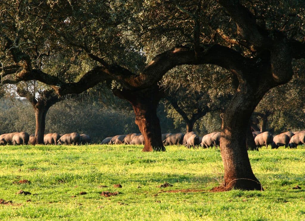 Finca/Landehus til salg i Badajoz by - € 6.100.000 (Ref: 9495055)