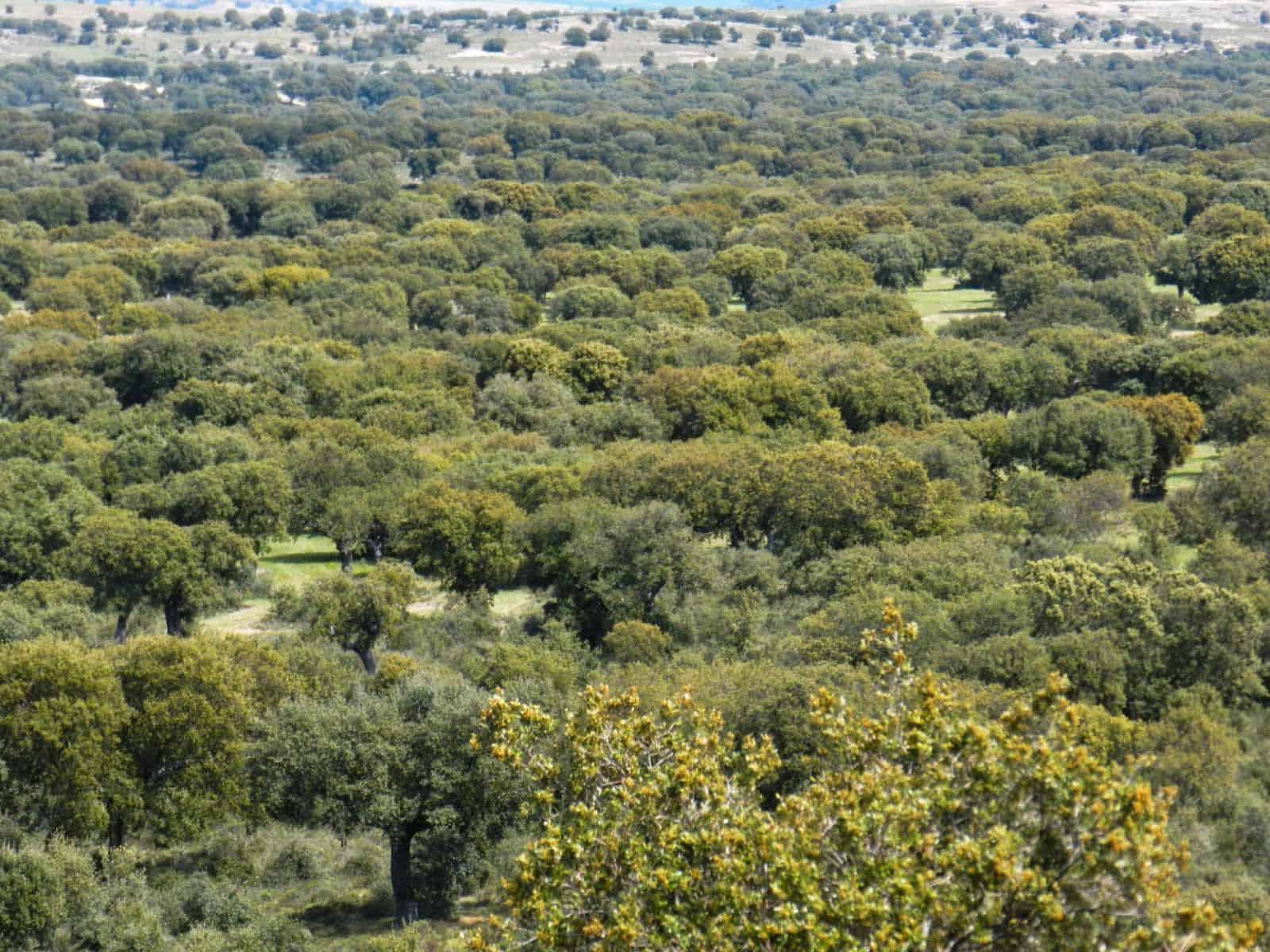 Finca/Landehus til salg i Badajoz by - € 6.100.000 (Ref: 9495055)