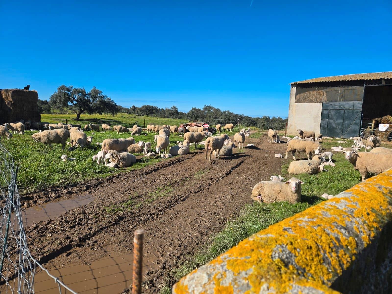 Finca/Landehus til salg i Badajoz by - € 6.100.000 (Ref: 9495055)