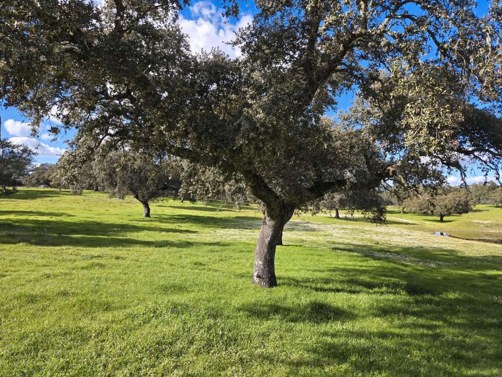 Finca/Landehus til salg i Badajoz by - € 6.100.000 (Ref: 9495055)