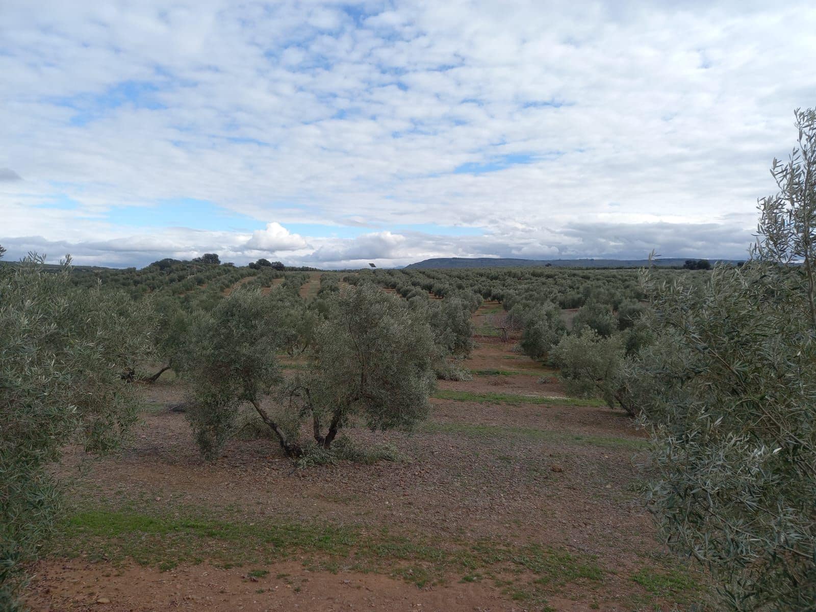 Finka/Dom wiejski na sprzedaż w Miasto Grenada - 9 000 000 € (Ref: 9495056)