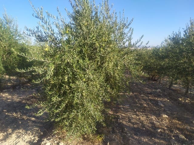 Finka/Dom wiejski na sprzedaż w Centro - Sagrario, Miasto Grenada - 9 000 000 € (Ref: 9495056)