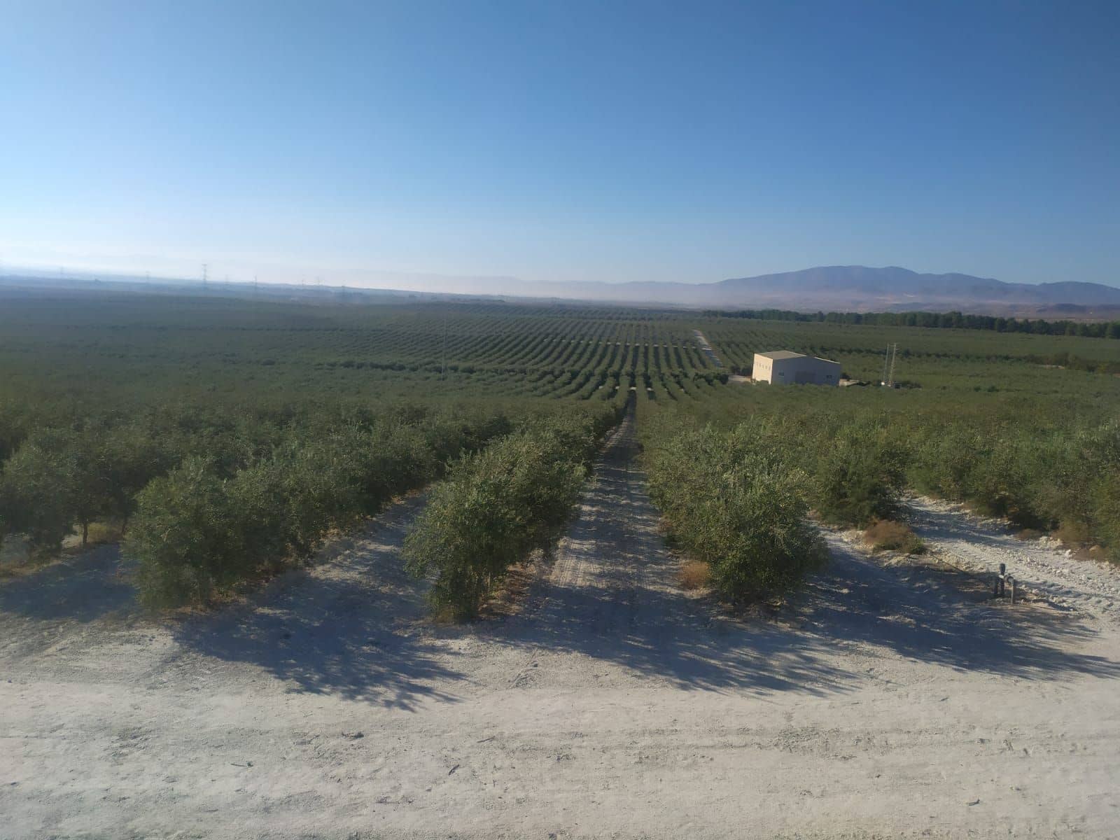 Finca/Country House for sale in Yecla - € 8,000,000 (Ref: 9495057)