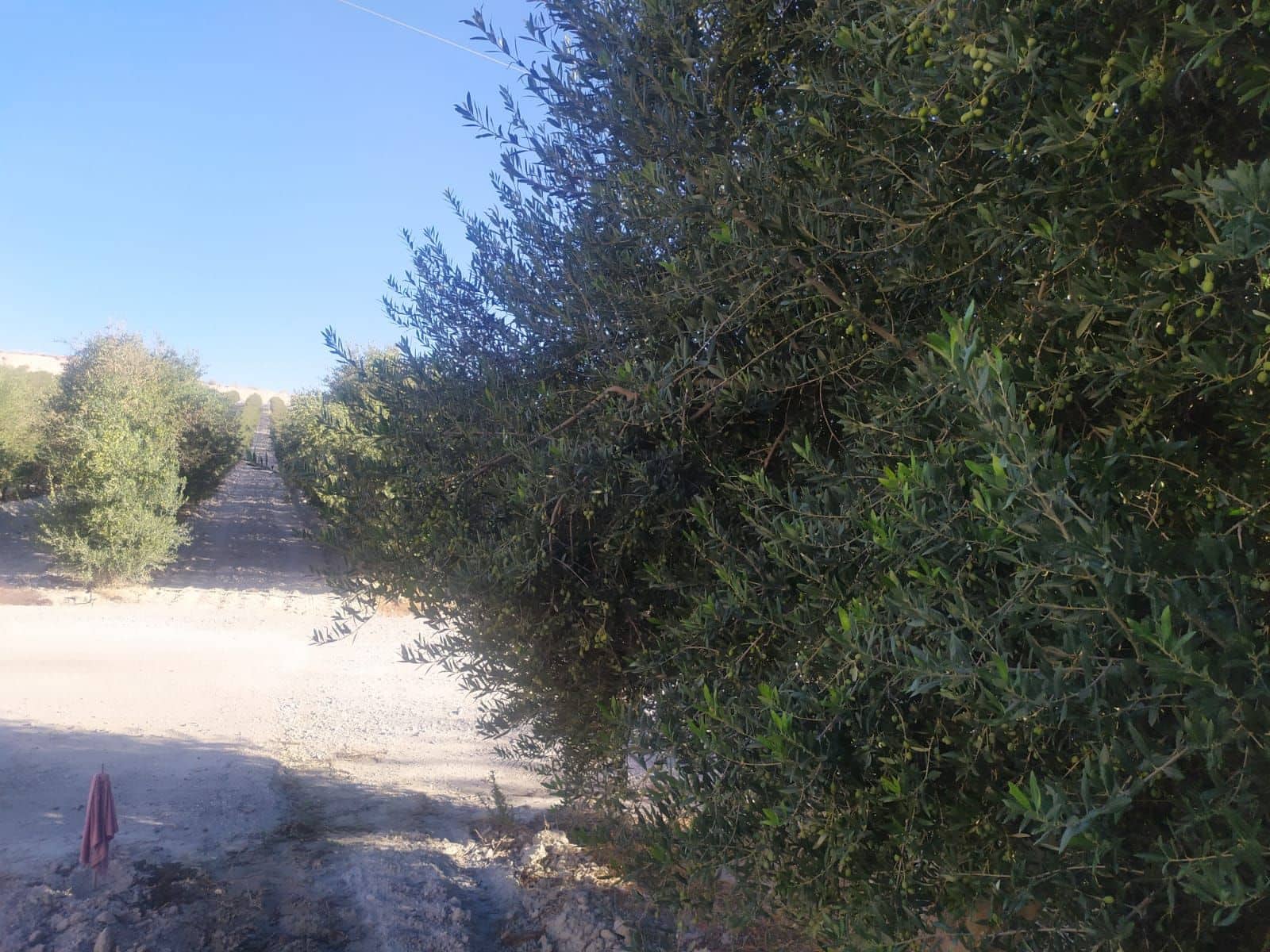 Finca/Country House for sale in Yecla - € 8,000,000 (Ref: 9495057)