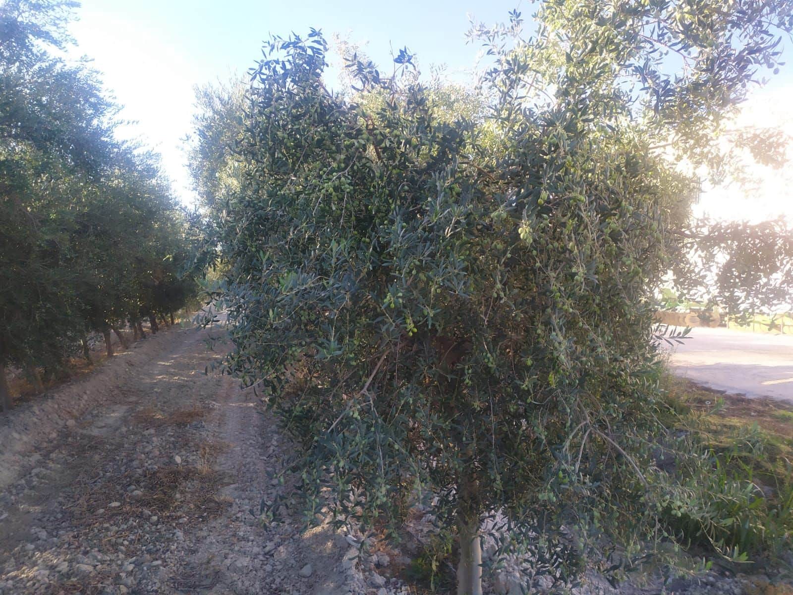 Finca/Country House for sale in Yecla - € 8,000,000 (Ref: 9495057)