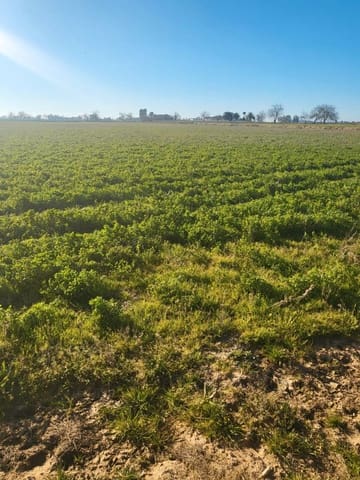 Finca/Herregård til salgs i Almansa - € 28 000 (Ref: 9495060)