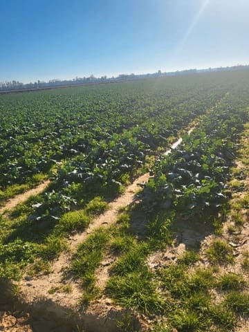 Finca/Herregård til salgs i Almansa - € 28 000 (Ref: 9495060)