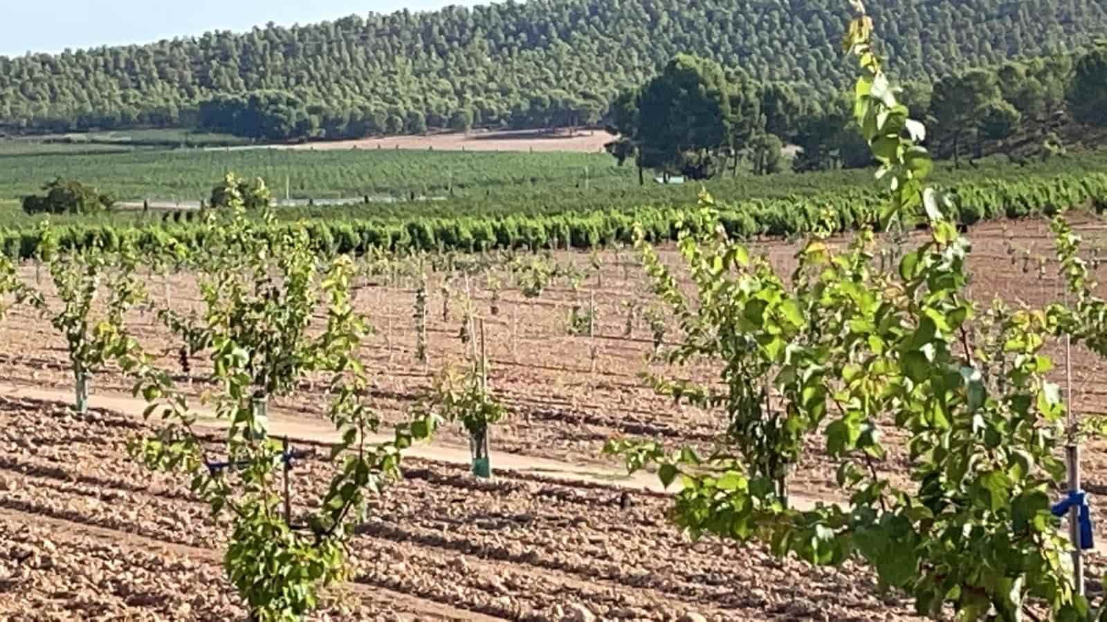 Finca/Landehus til salg i Murcia by - € 4.500.000 (Ref: 9495063)