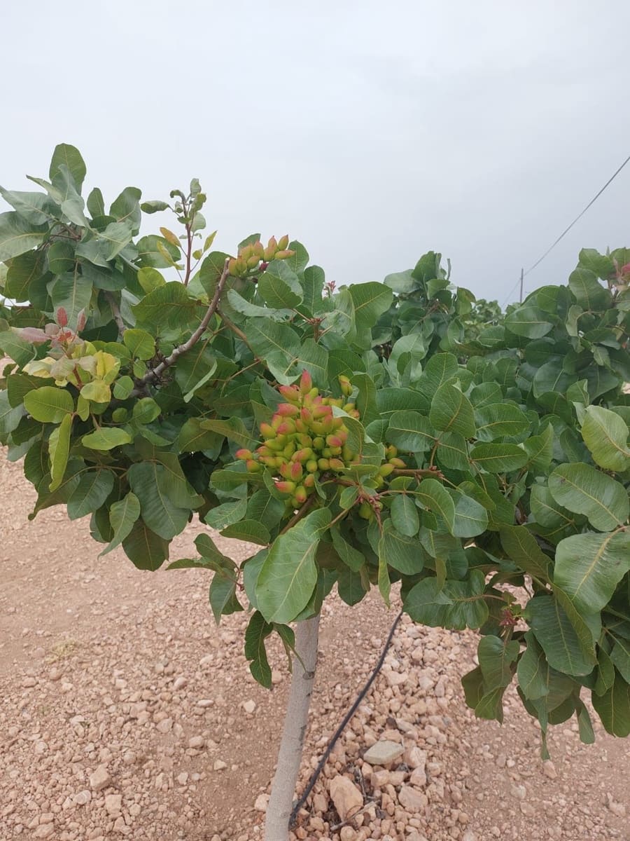 Finca/Country House for sale in Churra - € 2,500,000 (Ref: 9495070)