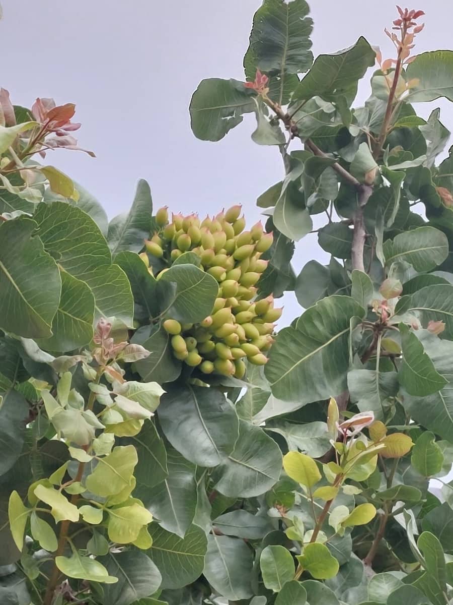 Finca/Country House for sale in Churra - € 2,500,000 (Ref: 9495070)