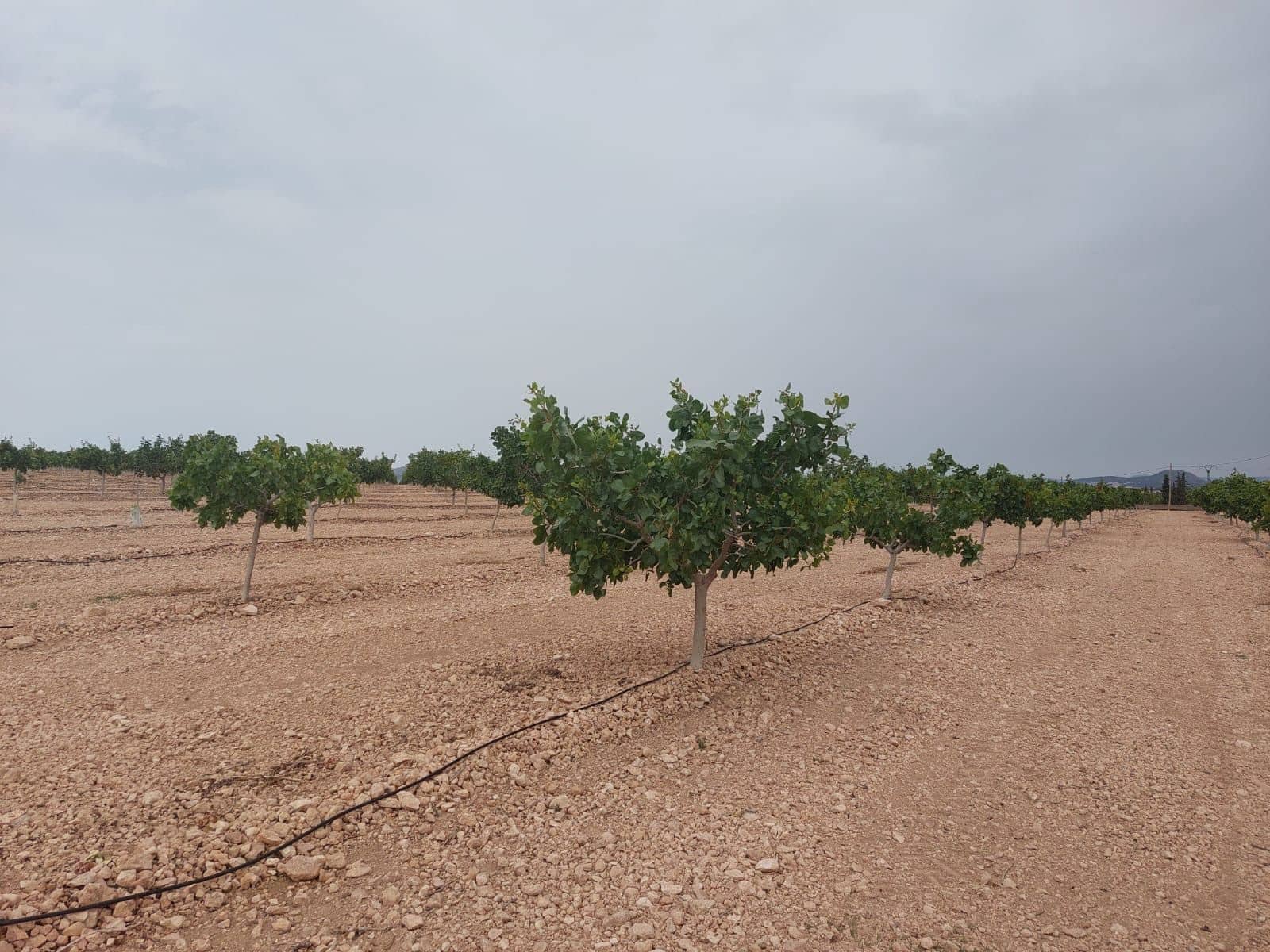 Finca/Country House for sale in Churra - € 2,500,000 (Ref: 9495070)