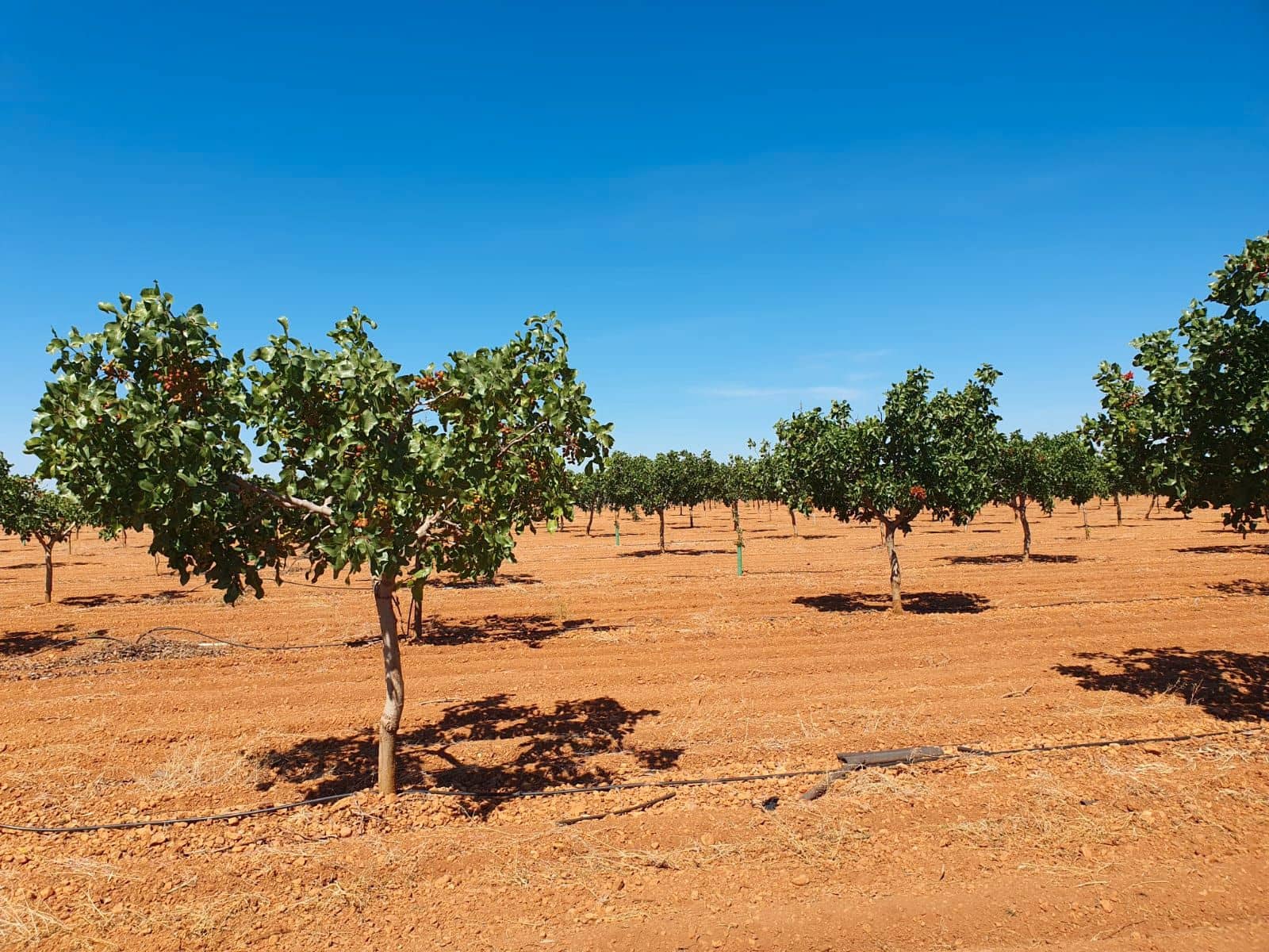 Finca/Country House for sale in Alhambra - € 5,200,000 (Ref: 9495073)