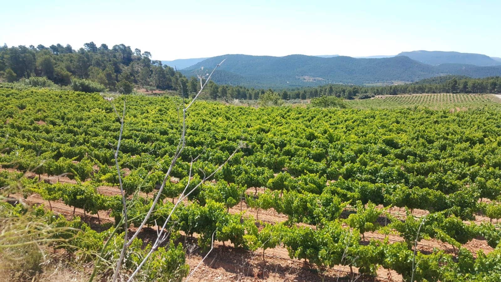 Finca/Country House for sale in Alhambra - € 5,200,000 (Ref: 9495073)