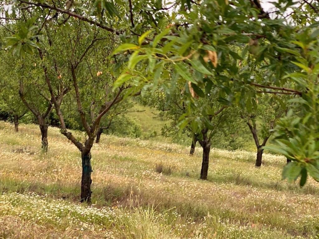 Finca/Country House for sale in Yecla - € 3,200,000 (Ref: 9495074)