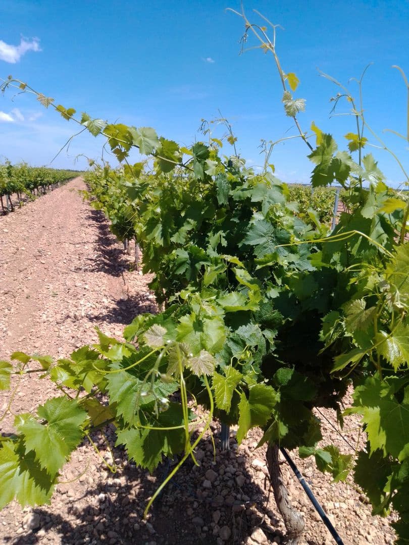 Finca/Country House for sale in Yecla - € 3,200,000 (Ref: 9495074)