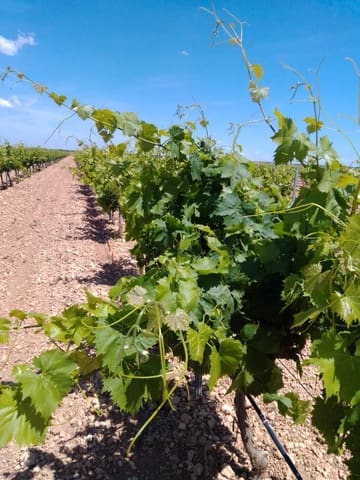 Quinta/Casa Rural para venda em Yecla - 3 200 000 € (Ref: 9495074)