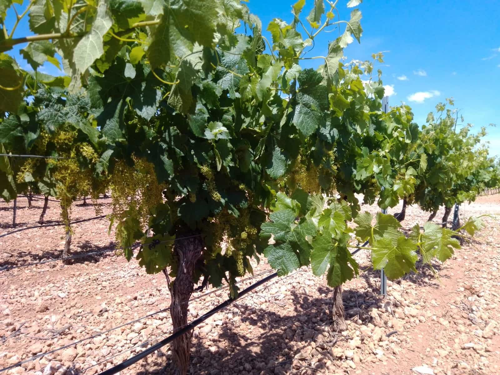 Finca/Country House for sale in Yecla - € 3,200,000 (Ref: 9495074)