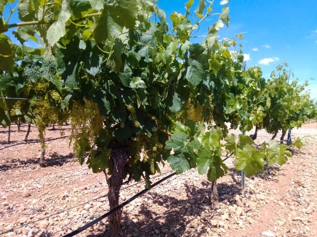 Quinta/Casa Rural para venda em Yecla - 3 200 000 € (Ref: 9495074)