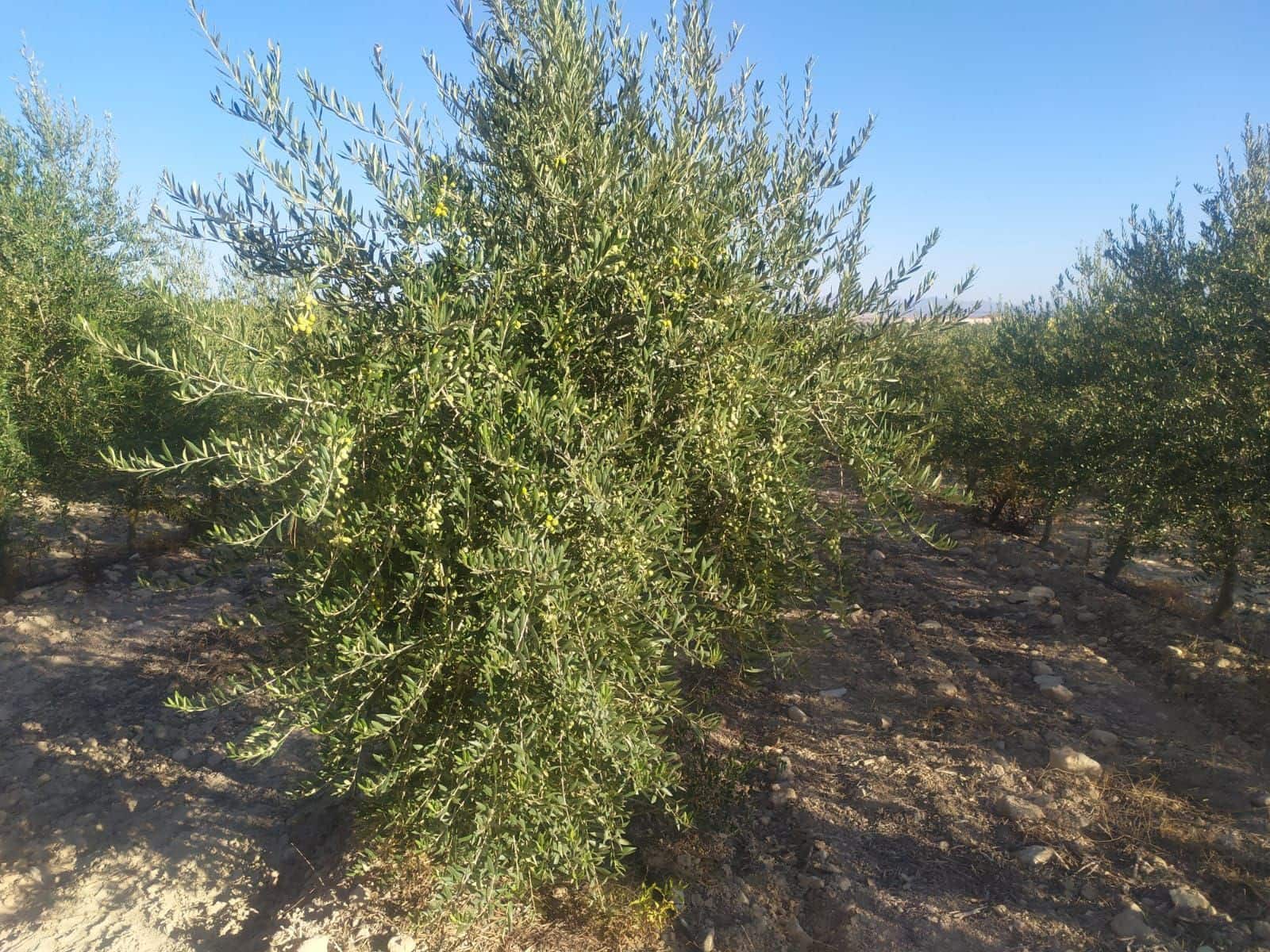 Finca/Country House for sale in Seville city - € 65,000 (Ref: 9495076)