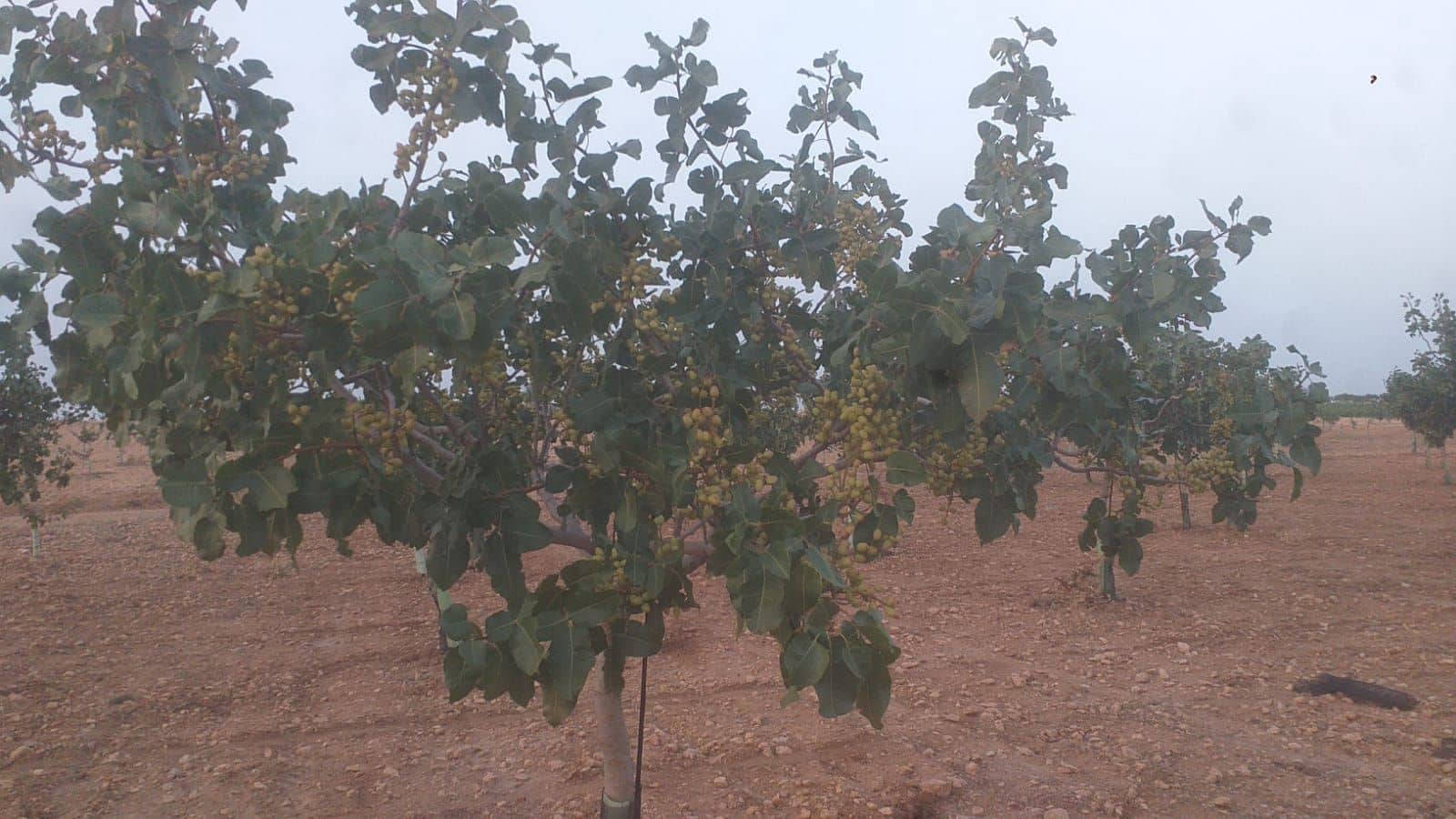 Finca/Casa Rural en Hellín en venta - 50.000 € (Ref: 9495080)