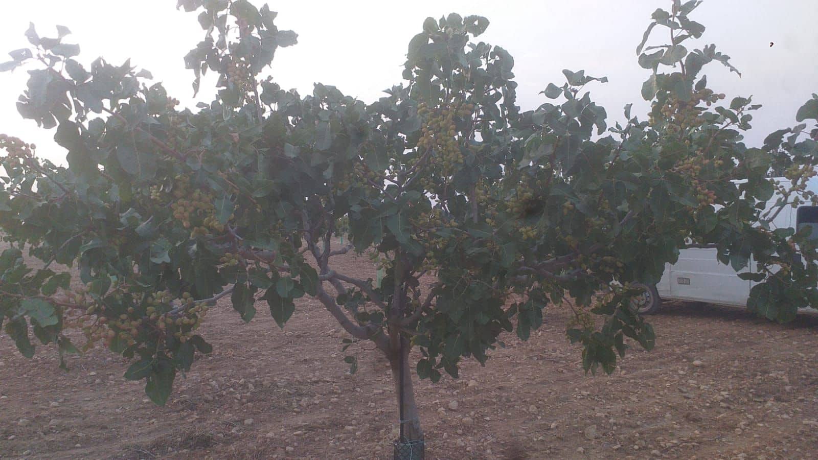 Finca/Casa Rural en Hellín en venta - 50.000 € (Ref: 9495080)