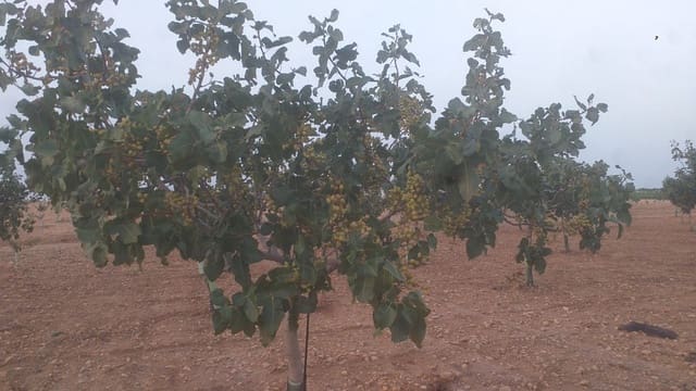 Finca/Casa Rural en Hellín en venta - 50.000 € (Ref: 9495080)