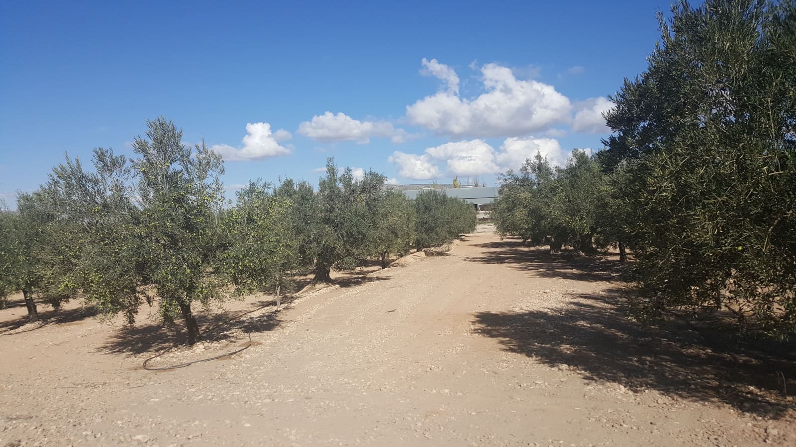 Finca/Herregård til salgs i Caudete - € 5 000 000 (Ref: 9495081)