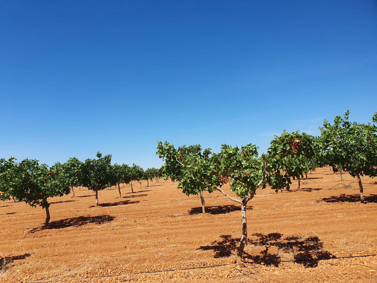 Finka/Dom wiejski na sprzedaż w Tomelloso - 9 000 000 € (Ref: 9495083)