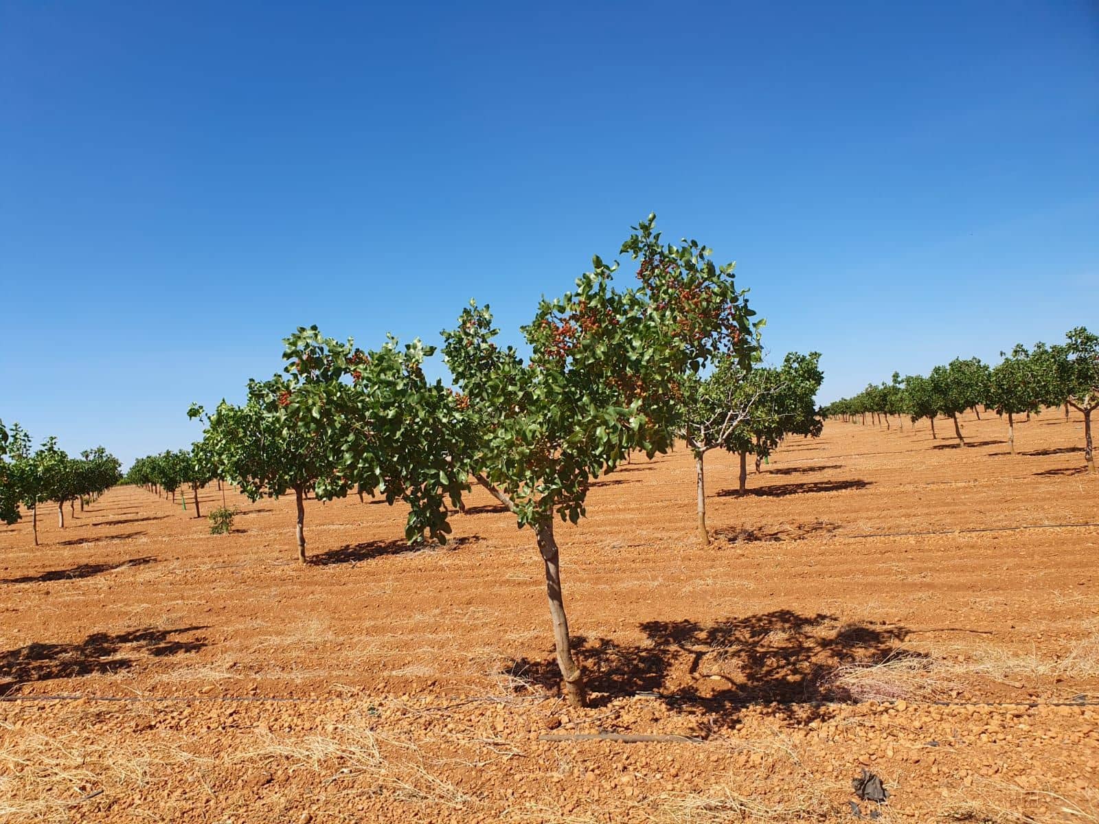 Finka/Dom wiejski na sprzedaż w Tomelloso - 9 000 000 € (Ref: 9495083)