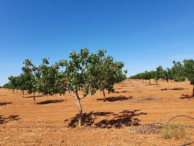 Finka/Dom wiejski na sprzedaż w Tomelloso - 9 000 000 € (Ref: 9495083)