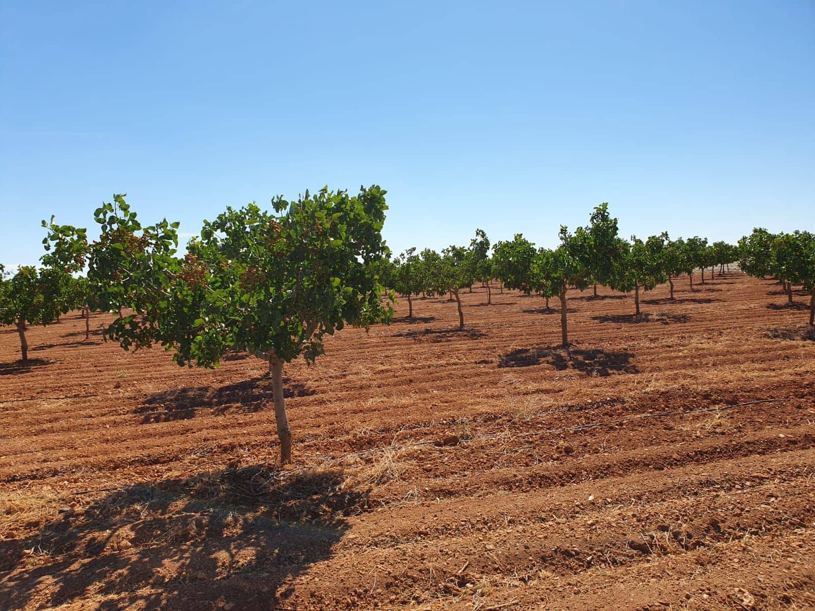 Finka/Dom wiejski na sprzedaż w Tomelloso - 9 000 000 € (Ref: 9495083)