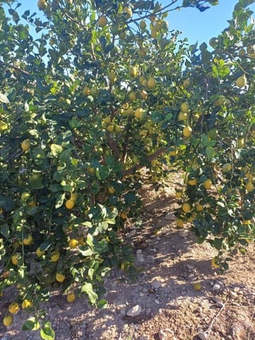 Finca/Landehus til salg i Santa María de Gracia, Murcia by - € 7.000.000 (Ref: 9495085)