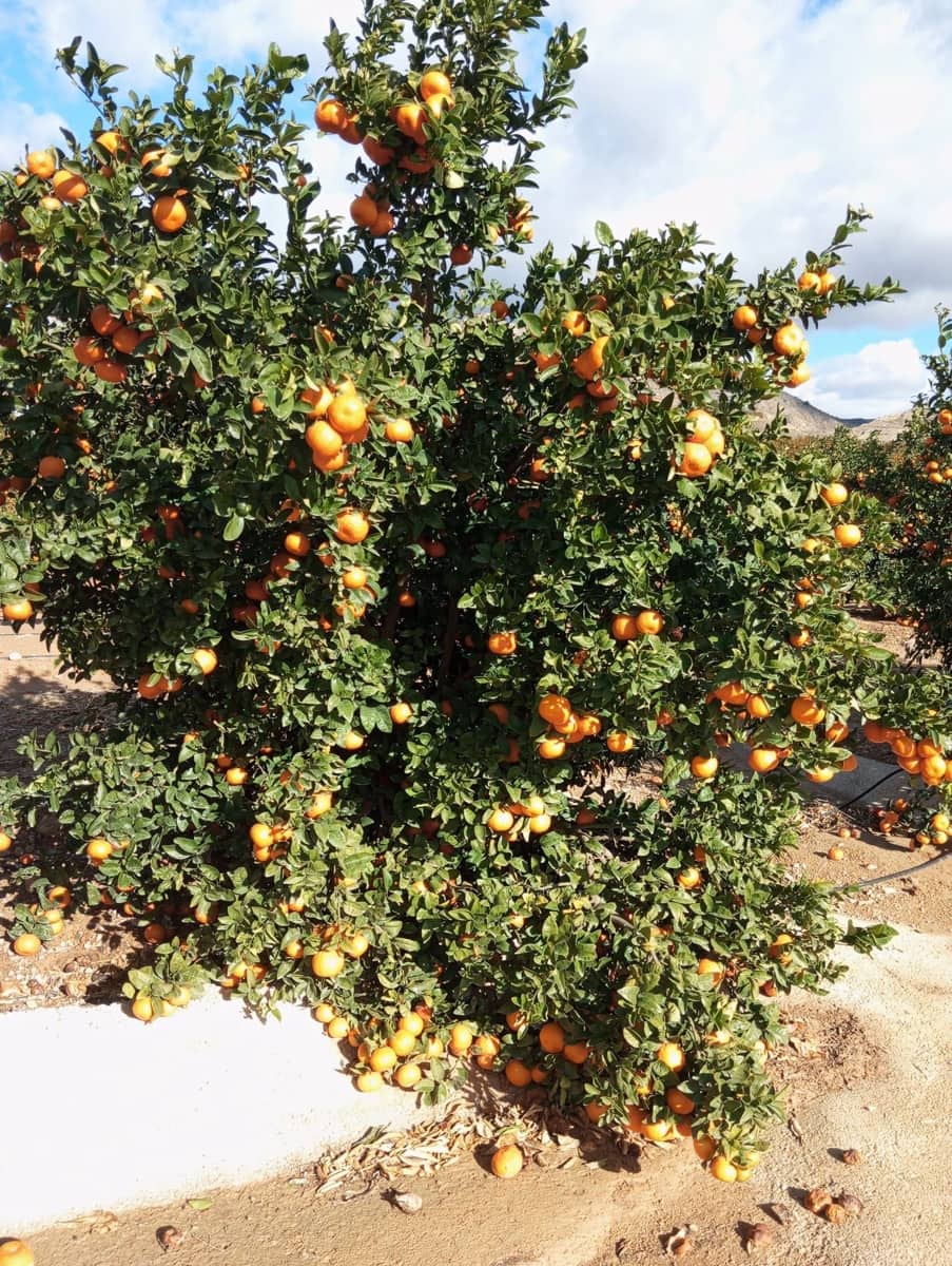 Finca/Landehus til salg i Murcia by - € 7.000.000 (Ref: 9495085)